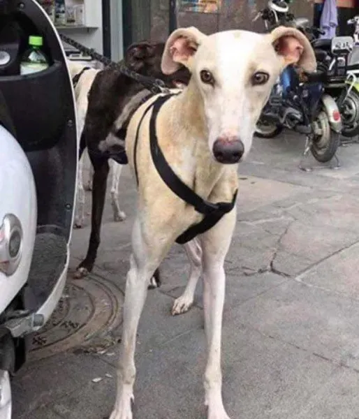 received 1482630485161883