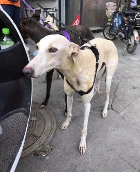 received 1482630521828546