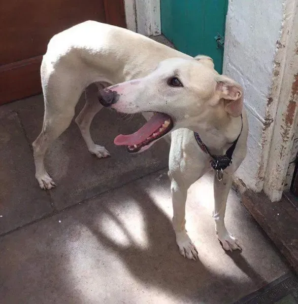 received 1482630875161844