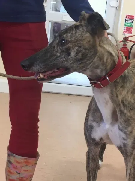 received 1485364124888519