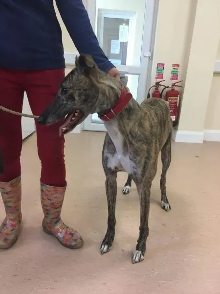 received 1485364351555163