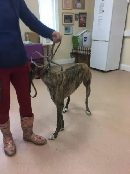 received 1485364691555129