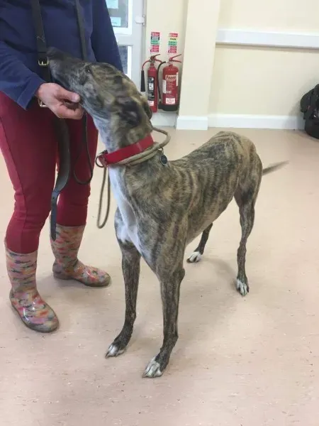 received 1485364874888444