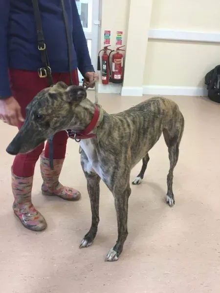 received 1485364908221774