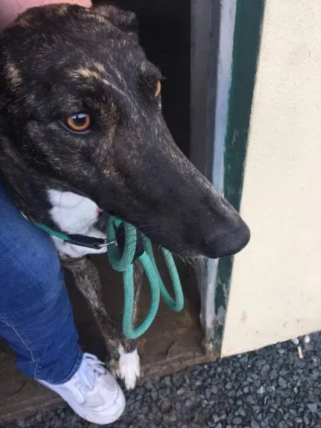 received 1485399821551616