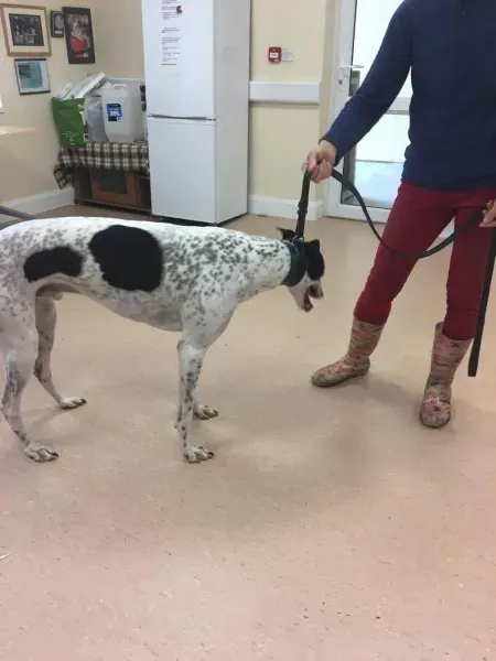 received 1485401424884789