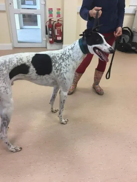 received 1485401488218116