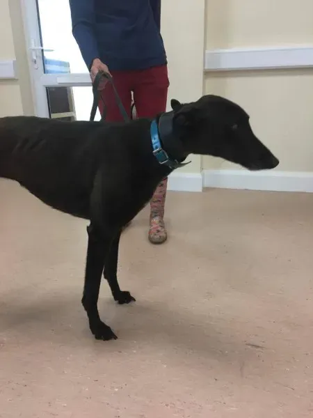 received 1488083484616583