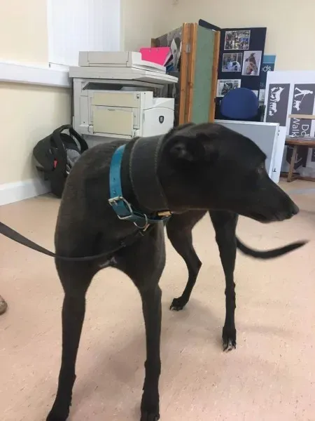 received 1488083764616555