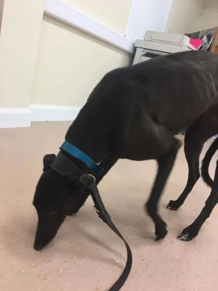 received 1488083811283217