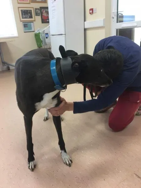 received 1488085151283083