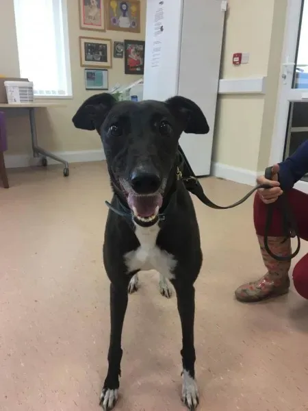 received 1488085237949741