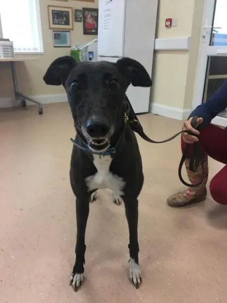 received 1488085311283067