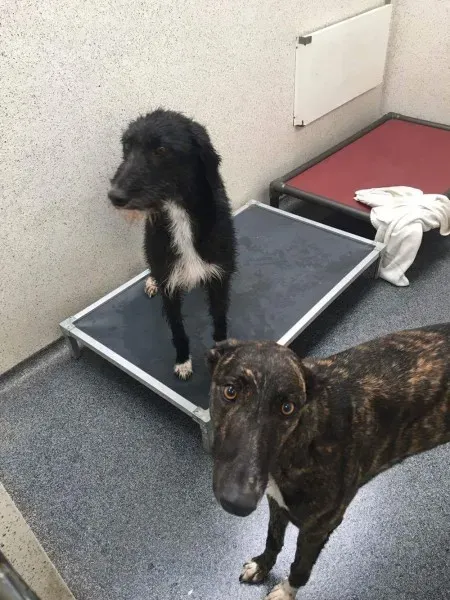 received 1488661594558772