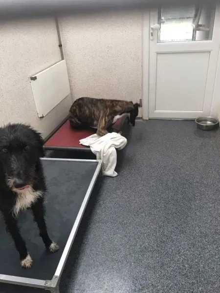 received 1488661637892101