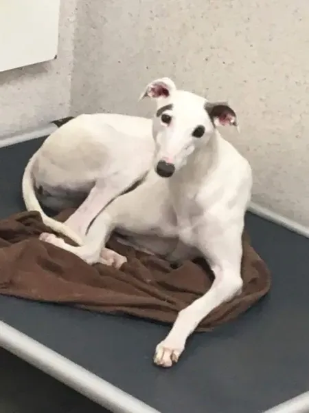 received 1488731364551795