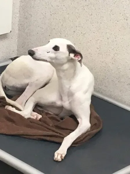 received 1488731407885124