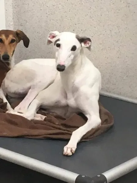 received 1488731467885118