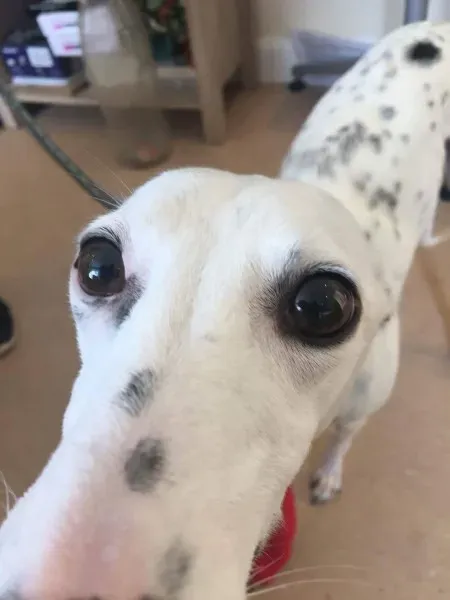 received 1491715080920090