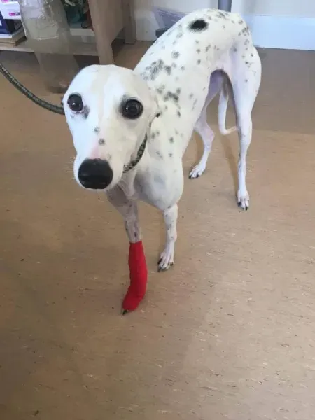 received 1491715150920083