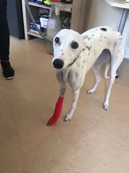 received 1491715217586743