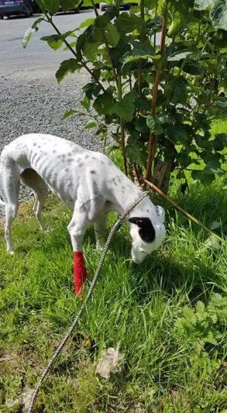 received 1491719924252939