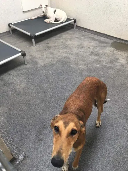 received 1494681140623484