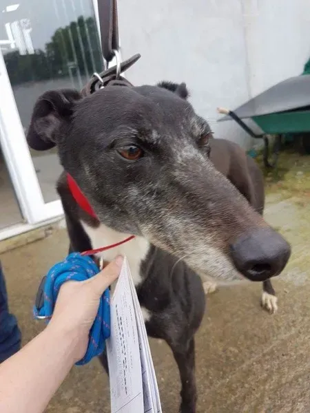 received 1496843307073934