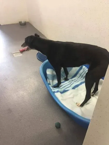 received 1511971855561079