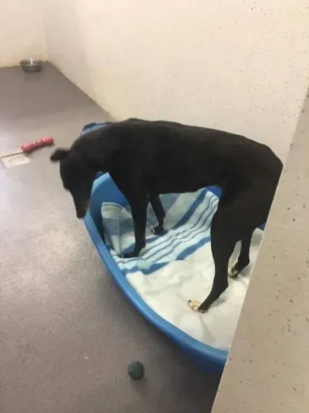 received 1511971888894409