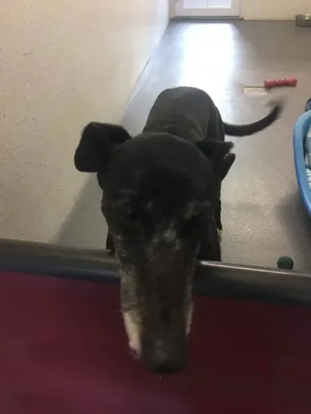 received 1511971945561070