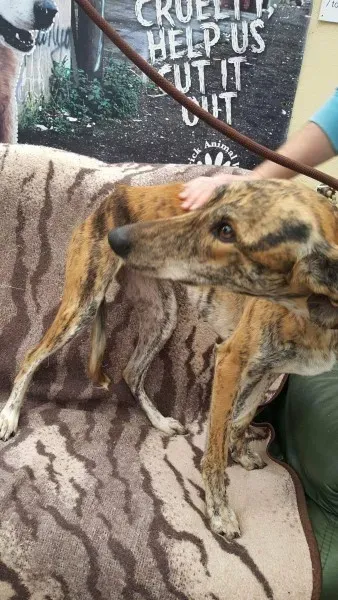 received 1517110571713874