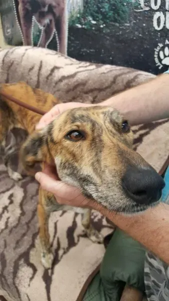 received 1517110625047202