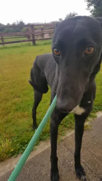 received 1517210755037189