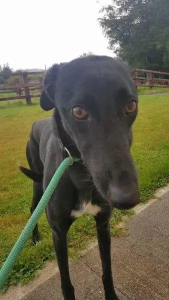 received 1517210758370522