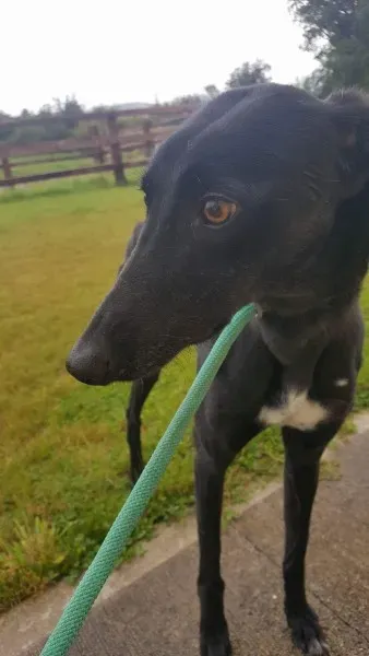 received 1517210761703855