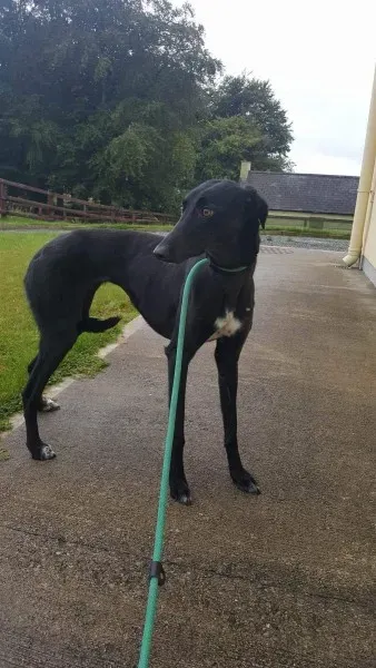 received 1517210768370521