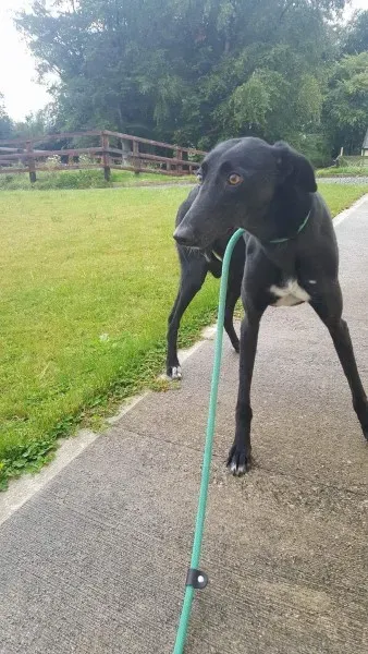 received 1517210795037185