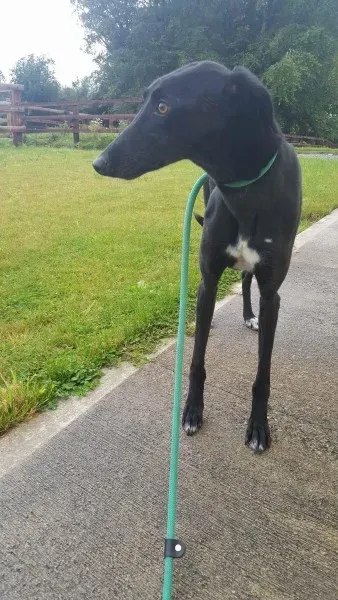 received 1517210801703851