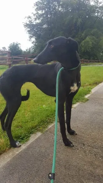 received 1517210808370517