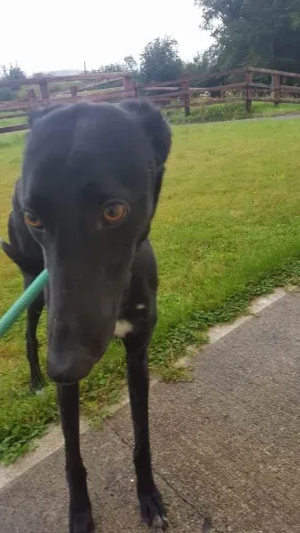 received 1517210815037183