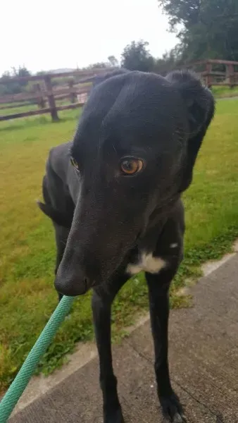 received 1517210828370515