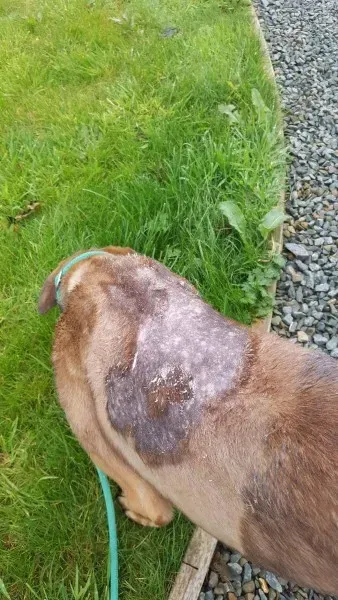 received 1517211431703788