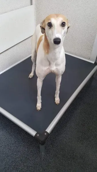 received 1517293728362225