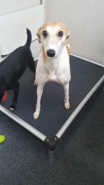 received 1517293735028891