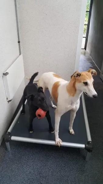 received 1517293738362224