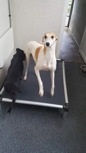 received 1517293741695557