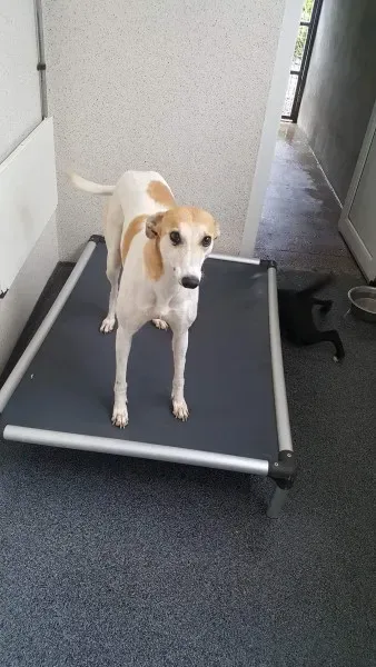 received 1517293745028890