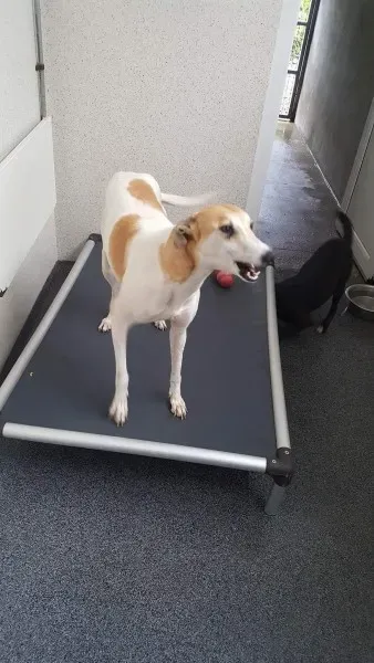 received 1517293748362223