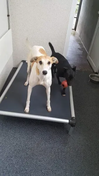 received 1517293751695556